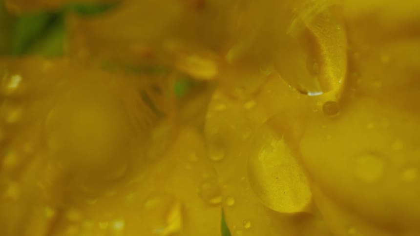 Clear drops of water hang on the yellow petals of a flower