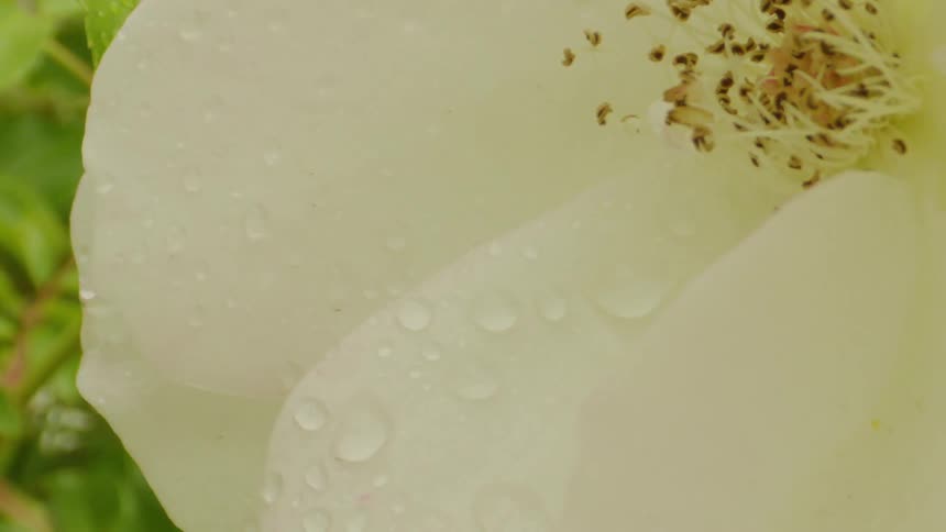 Water drops in extreme closeup on a flower with white petals