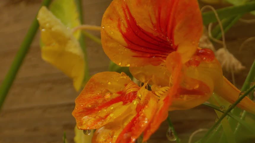 Rain falls on a large orange and red flower