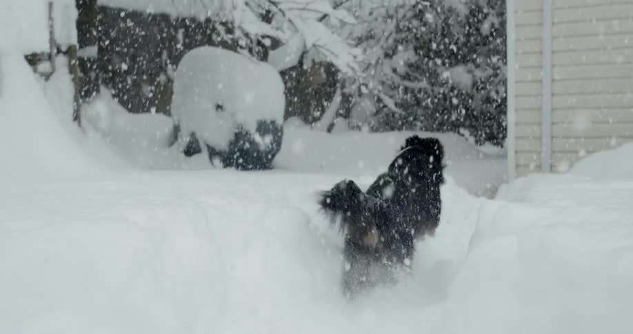 A dog runs in the tall snow as it heavily snows