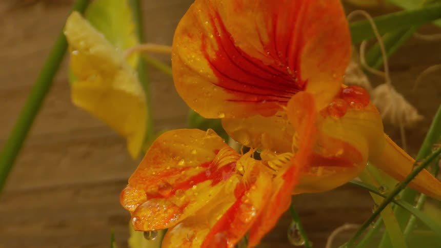 The flower is covered in droplets of water