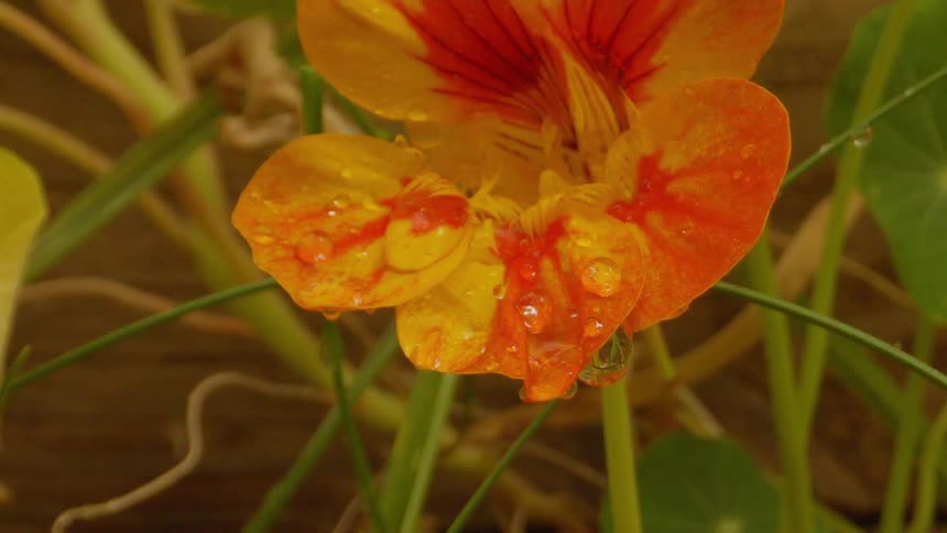 Orange flower with rain droplets on petals swaying gently in the breeze