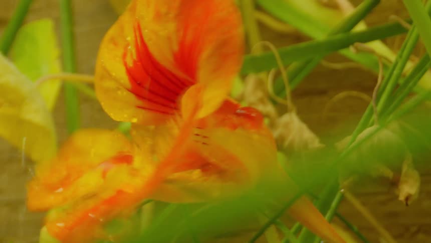 Drops of water are on the flower
