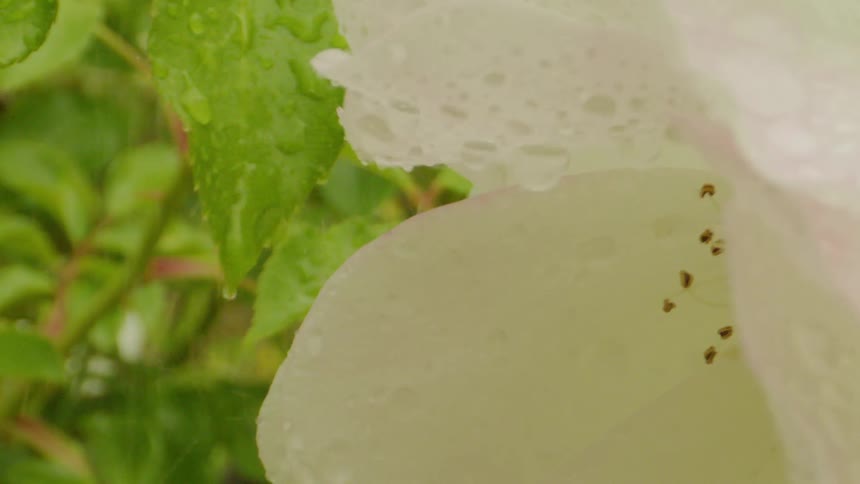 A whiteflower has water hit it and a leaf in the background