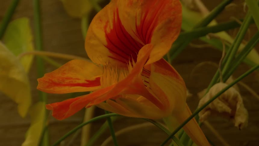 Shade briefly covers the flower