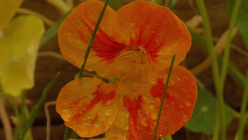 A red and orange flower moves when rain hits it