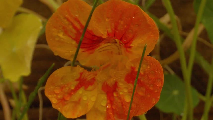 Rain falls on a large flower in a garden