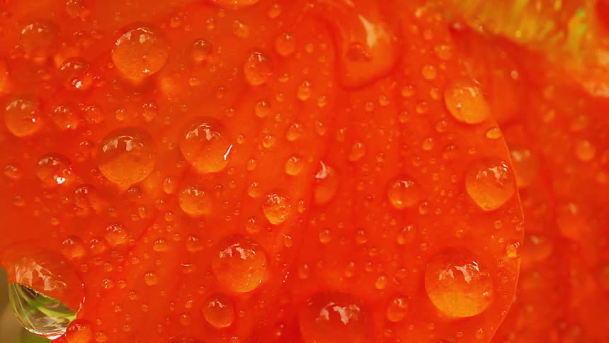 Extreme close up of an orange flower with rain droplets swaying in the breeze