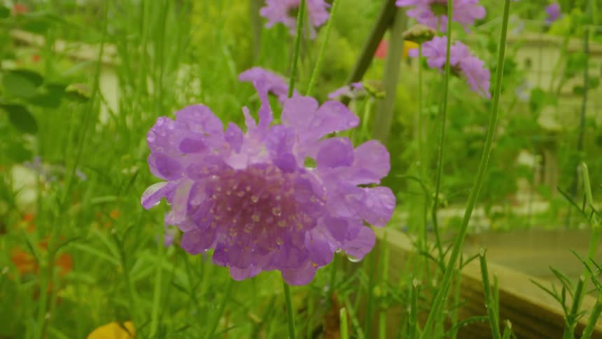 Purple flowers in a garden with falling water drops
