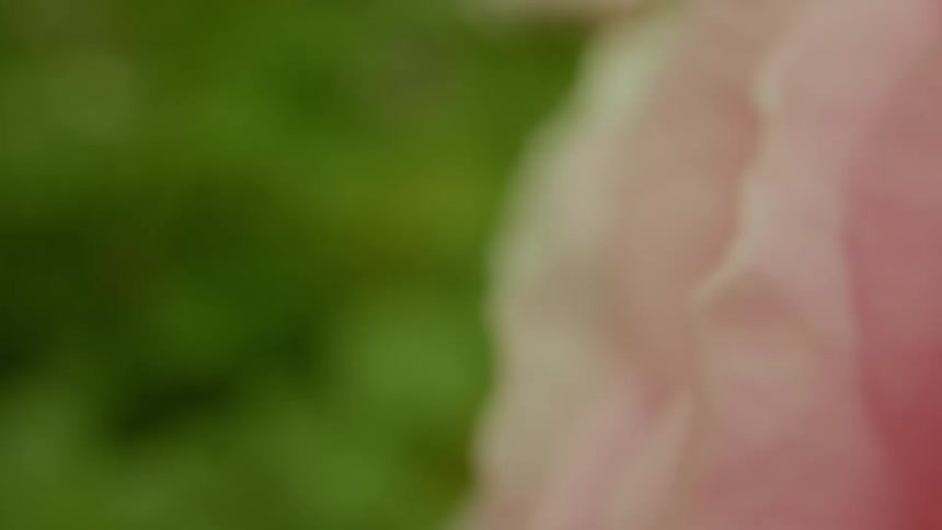 Extreme close up of light pink petals of a flower
