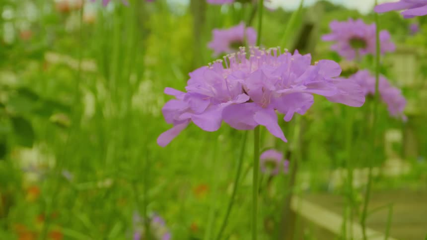 A closeup of a purple flower with delicate petalsin a garden