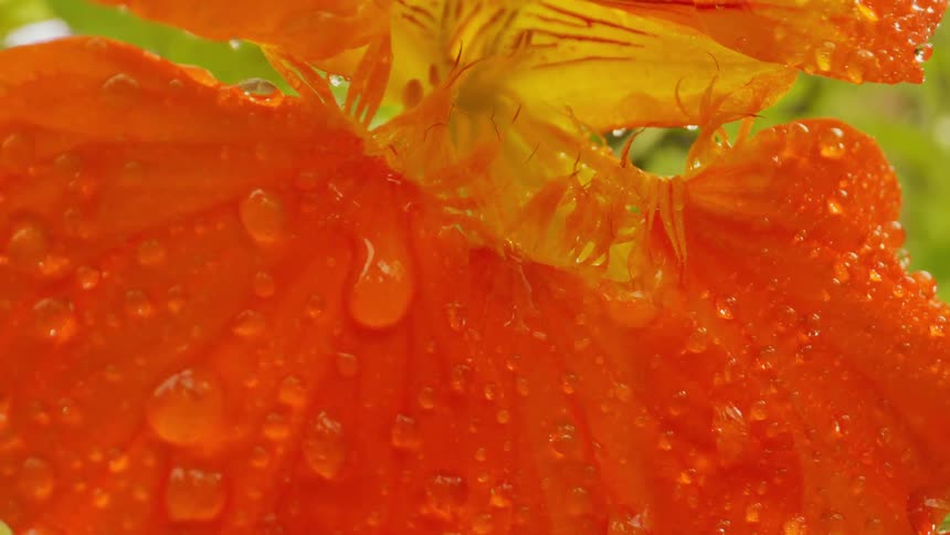 The flower is covered with drops of water