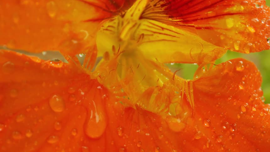 Rain droplets hang on a brightly colored flower