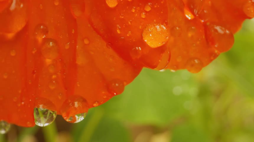 The flower petal is covered with water