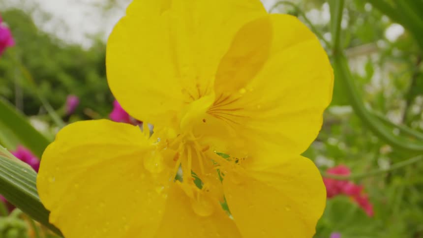 Extreme closeup on a flower with yellow petals