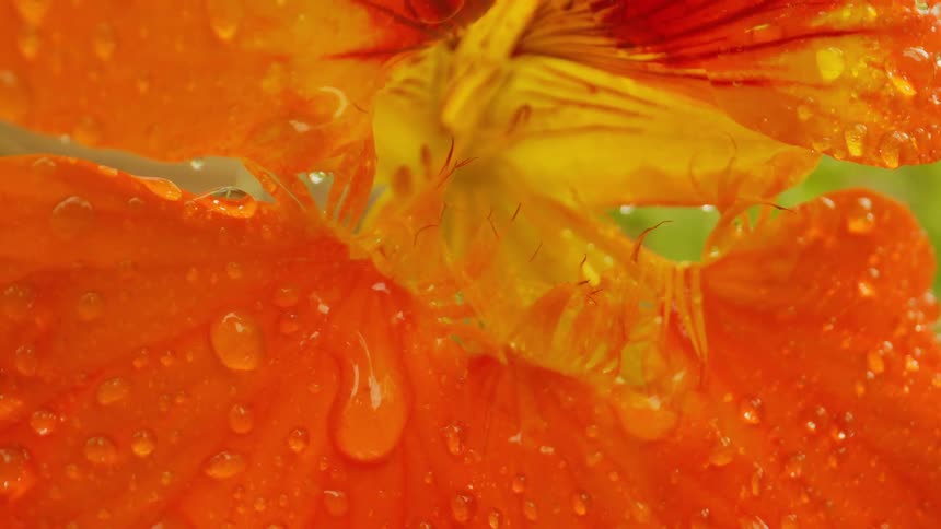 Extreme closeup on a flower with orange and yellowish petals with water drops