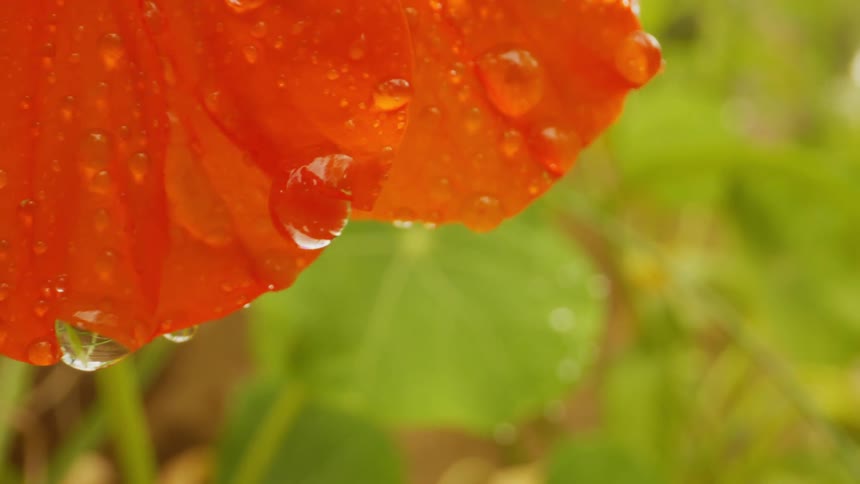 Petals of an orange flower with water drops