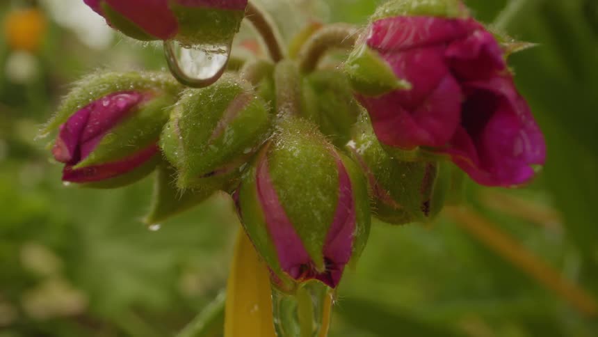 Water droplets fall off of a flower growing in a garden