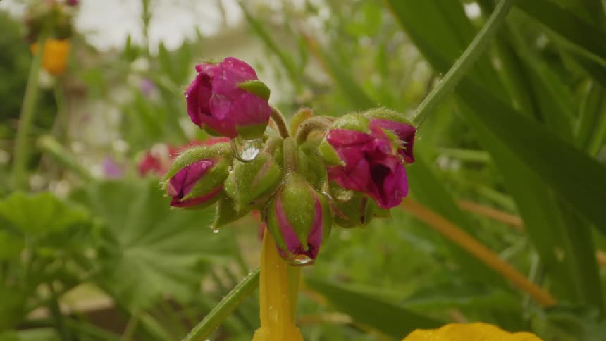 Closeup on a pink flower with water droplets falling in a garden