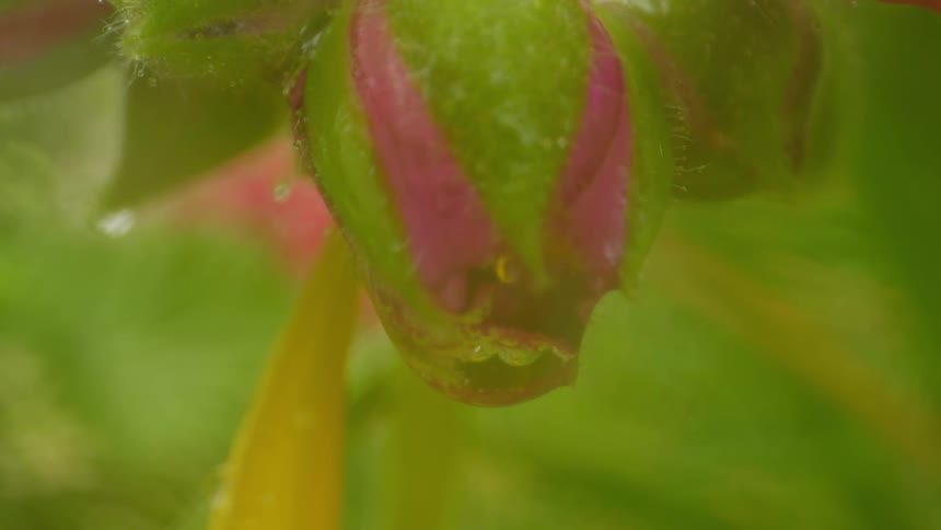Rain drips off of a plant outdoors