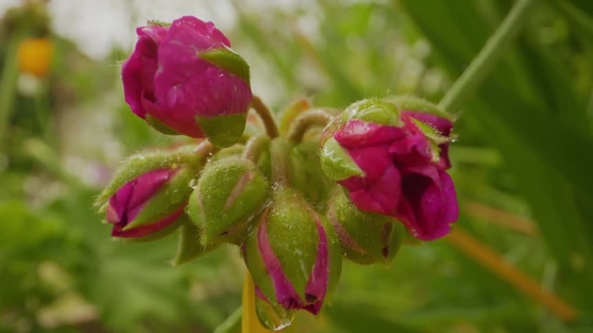 A dark red flower in a garden getting soaked by rain
