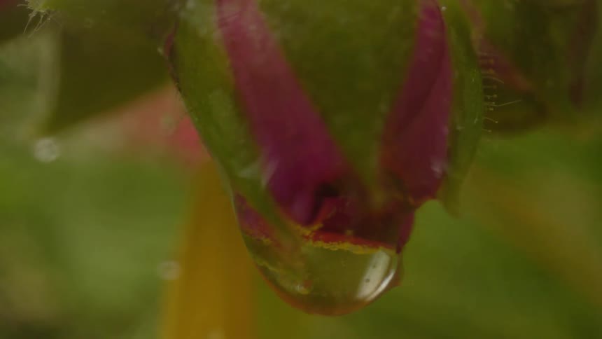 A drop of water falling from a flower that has not yet blossomed