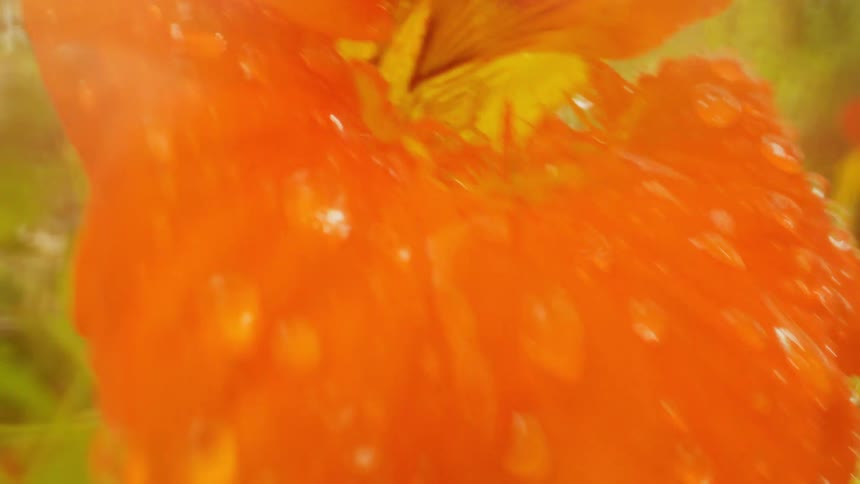 Close up of an orange flower swaying as rain drops roll off