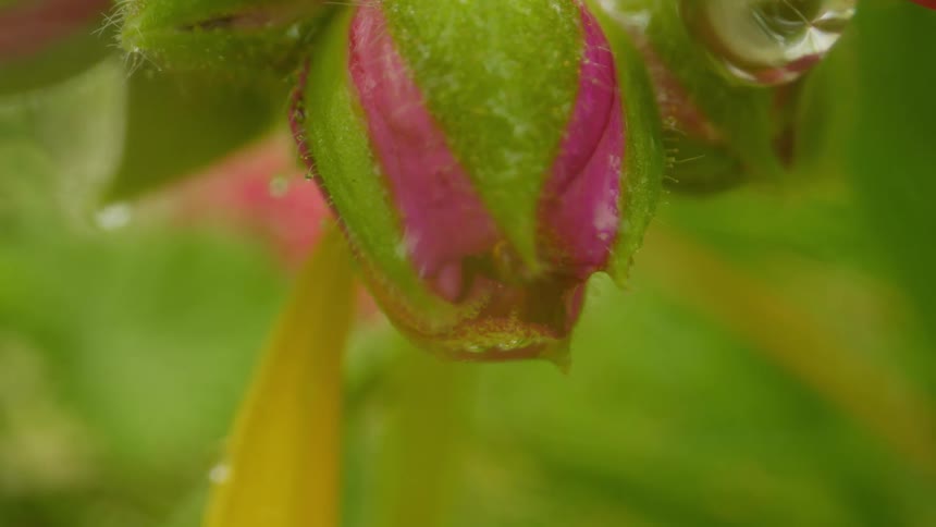 Closeup of a drop of water falling from the tip of a flower