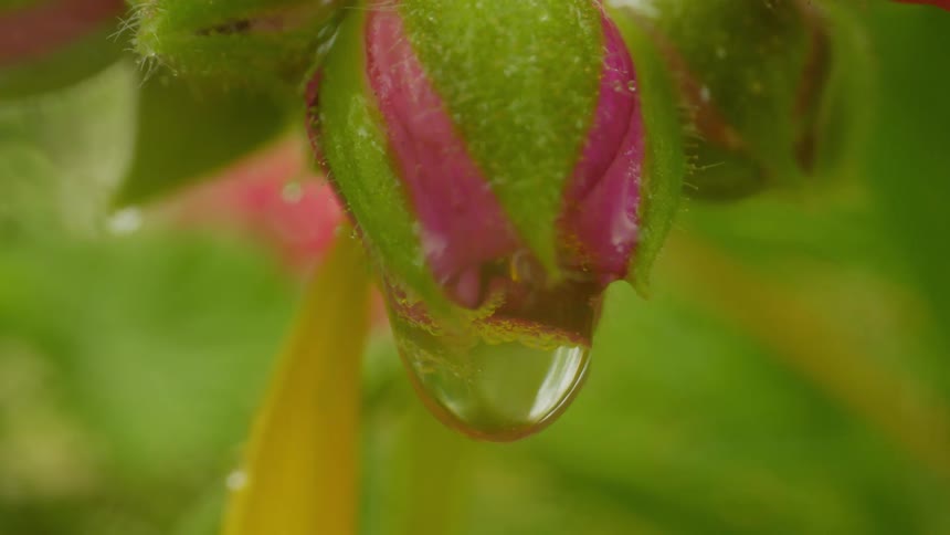 Water drips from the flower bud