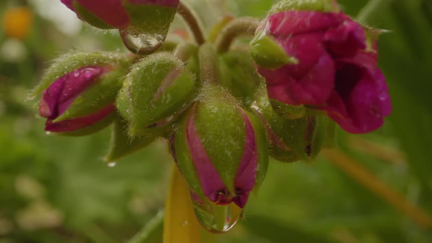 A flower in a garden drips rain droplets