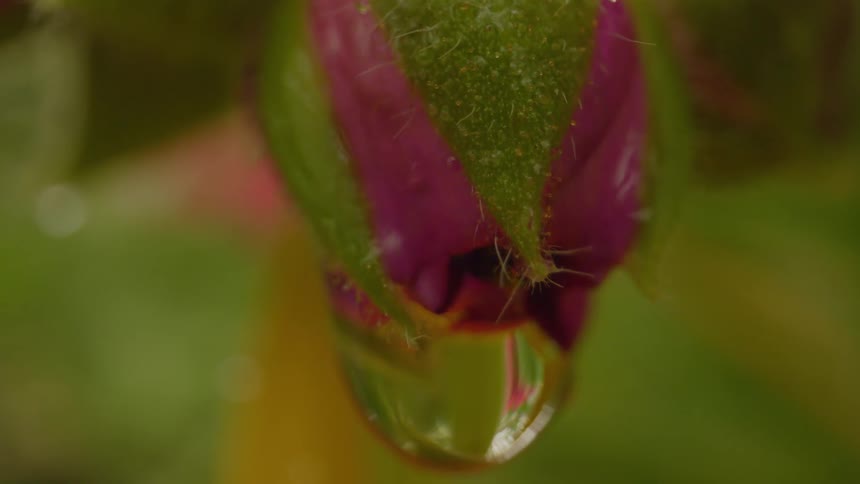 Water slowly drips from the bulb of the flower