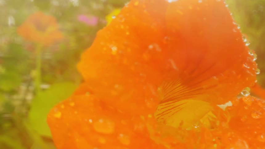 The flower is covered with drops of water