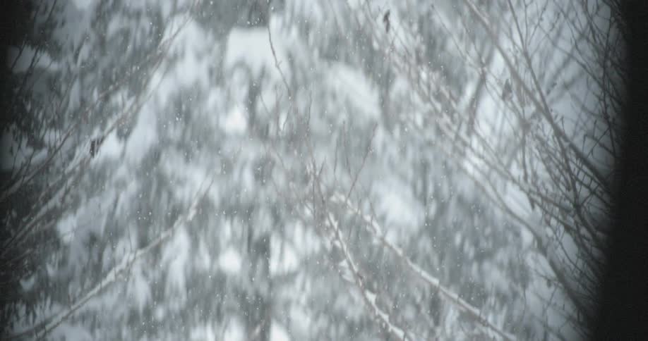Snow falling in the forest covering the tree branches
