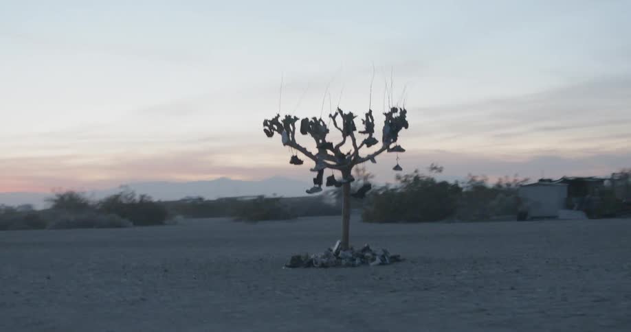 A roadside tree is decorated with shoes and sneakers