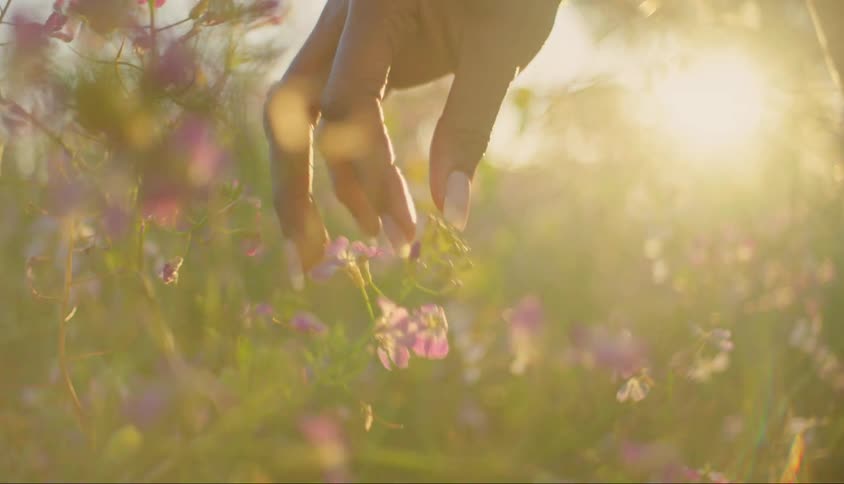 Hand of a little girl and a woman in flowers by a field with sunlight reflection
