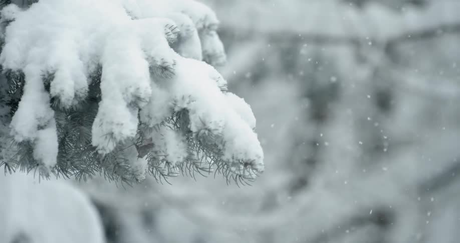 Pure white snow sitting on tree branches as the snow still falls all around