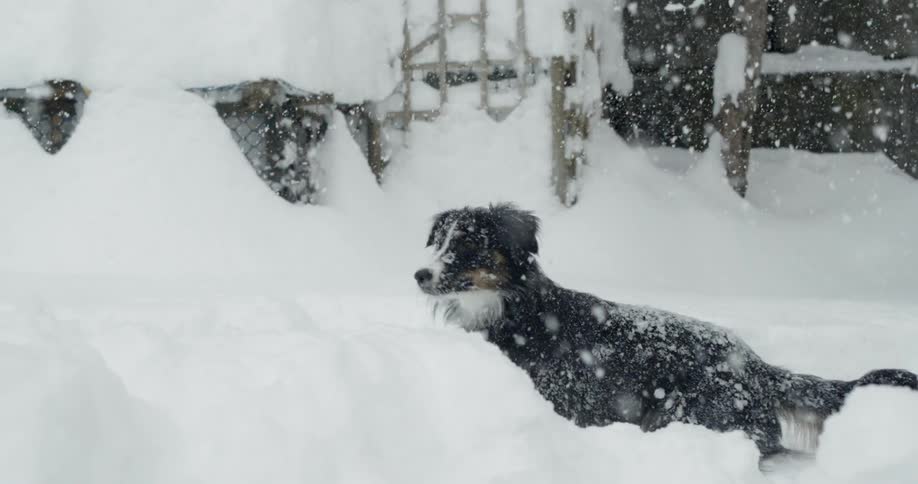 Snow is falling on a dog in a yard