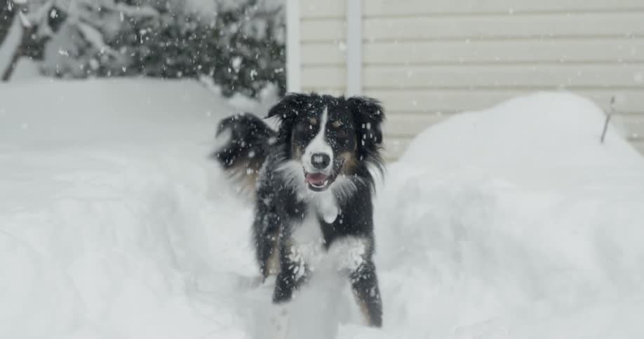 A dog is playing in the snow