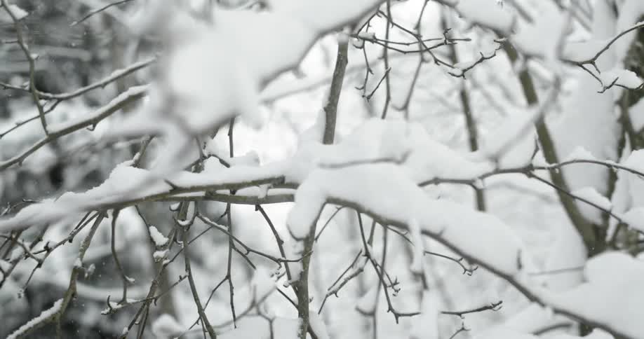 Pure white snow sitting on tree branches as the snow still falls all around
