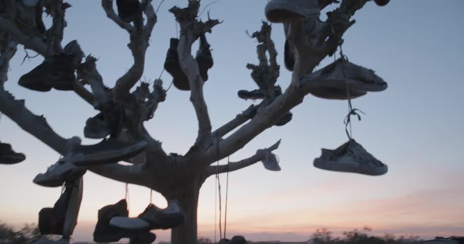 Barren tree full of sneakers that have been thrown onto it as seen at sunset
