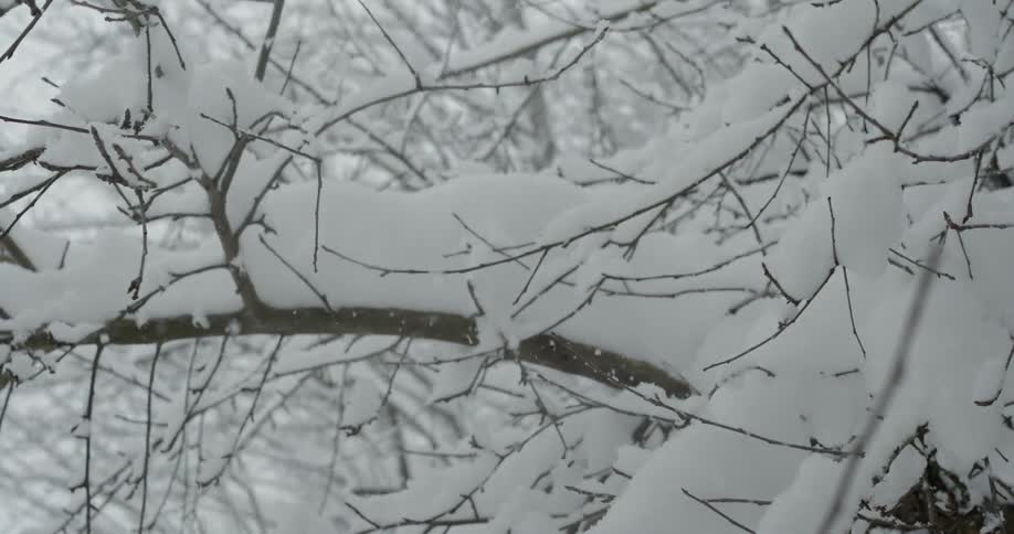 Pure white snow sitting and gathering on tree branches