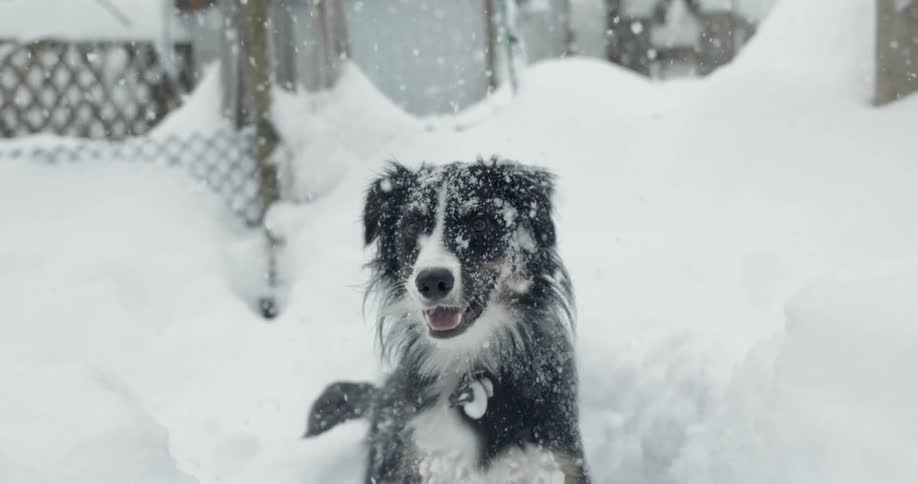 Snow falling on a dog that is standing between piles of snow