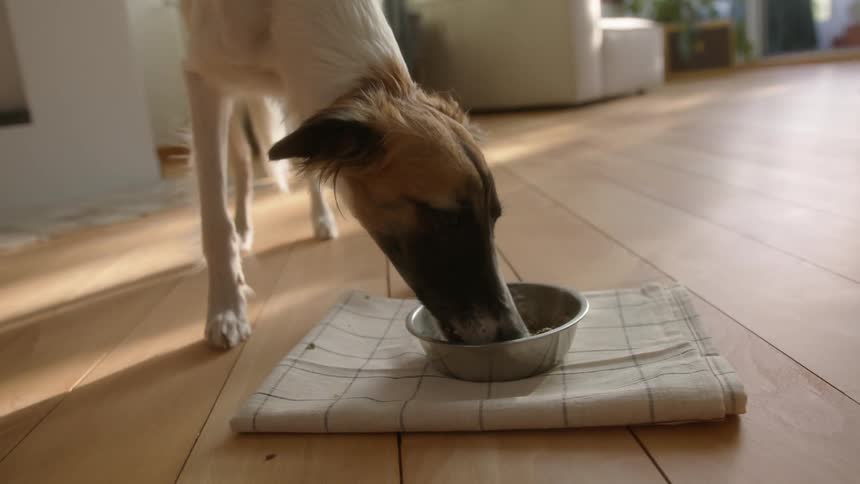 Dog eating indoors from dog bowl on hardwood flooring