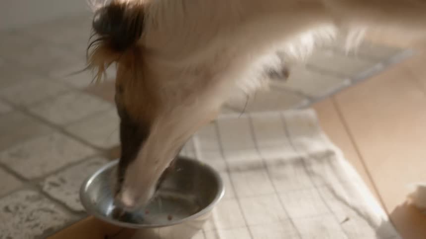 Dog cleaning a metal food bowl eating