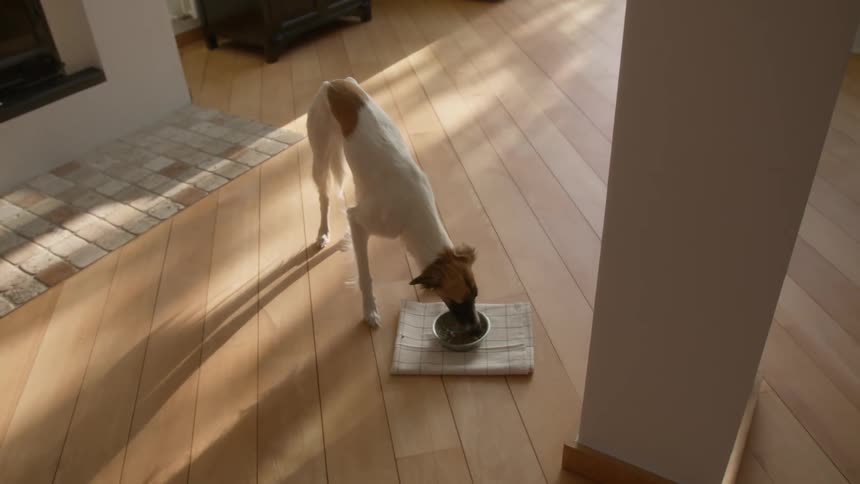 Dog indoors eating in a small size