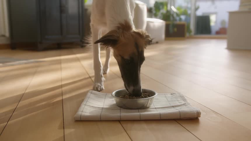 Dog running towards the dog bowl of kibble indoors and starts eating