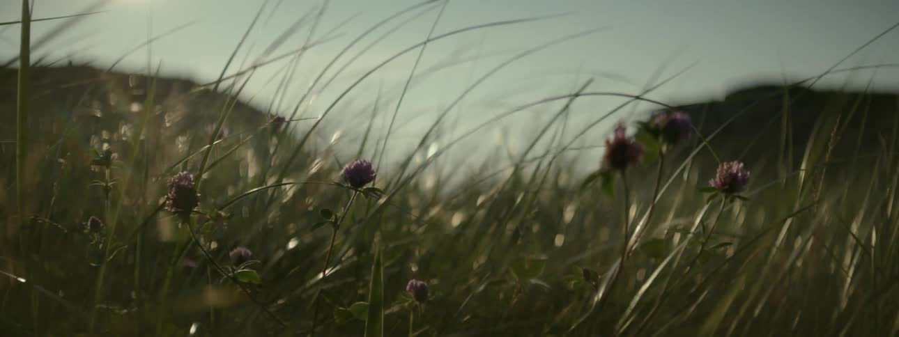 Field with tall grass and some flowers