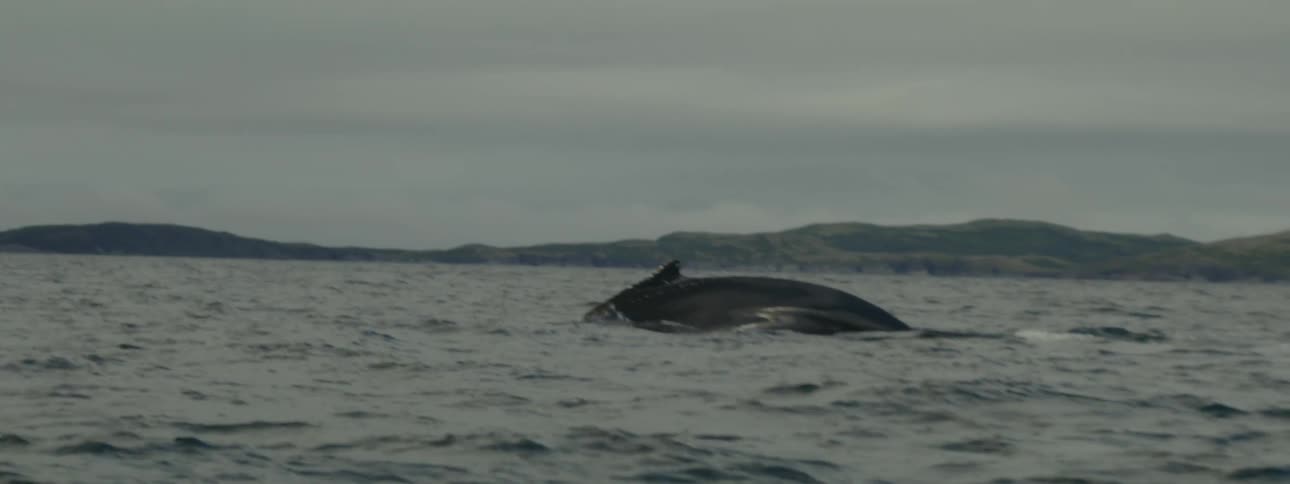 Whale spouts in the waters off shore on a misty day before submerging again