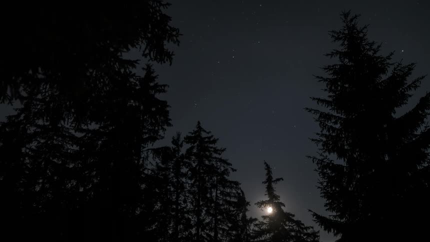 The stars move in the night sky behind the trees