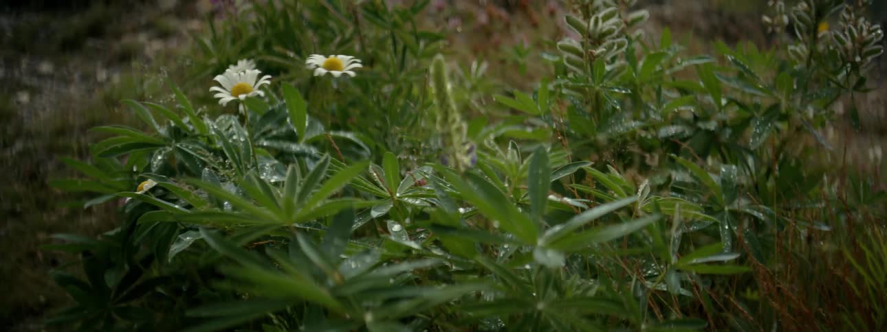Flowers on a hill with rain